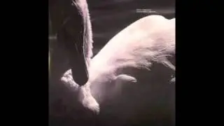 Petre Inspirescu - Sub Salcie