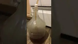 Hard kombucha process#shorts #youtubeshorts