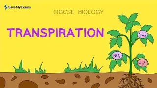 Transpiration | IGCSE & GCSE Biology With Worked Example