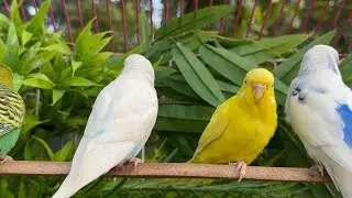 8 Hours of Happy Parakeet Sounds 🐦🎶 | Comforting Chirps for Your Sad & Lonely Budgies