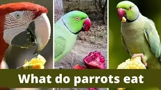 Birds French Molt treatment in urdu And Hindi