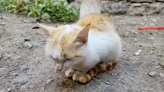 SUBSCRIBE to LOVE CAT 😻 🐈 NOW✅️ 