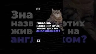 Домашние животные на английском. Уровень A2 🐱  #english #engquiz #английский #learnenglish