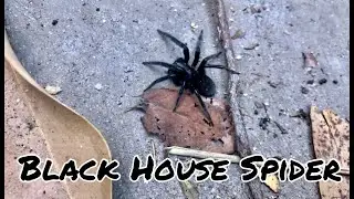 Black House Spider / Badumna / Family Desidae (Australia 2021)