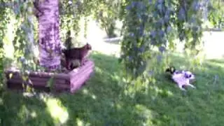 Cat Chasing Dog-Snicker & Cougar