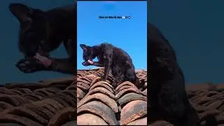 Black cat vibes for days.🧿🖤 #jaanu #meowworld #pawsome 🐾 #love  #furries #youtubeshorts #foryoupage