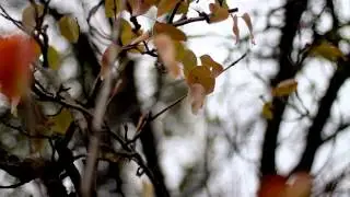 Fall Background (Camera Move) - Free Stock Video - OrangeHD.com
