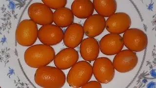 Kumquat fruit review...first time tasting
