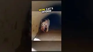 Эта героическая мама-кошка спасла своих котят из затопленной водосточной трубы 🥹💕 #здоровье