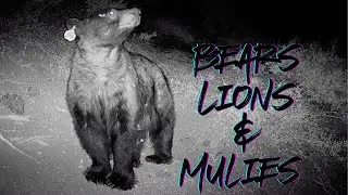 Southern California Hunting | Game Cam Captures Giant Black Bears, Lions, Mule Deer in Zone D13 🐻📸