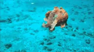 Diving Indo - Frogfish by YCH