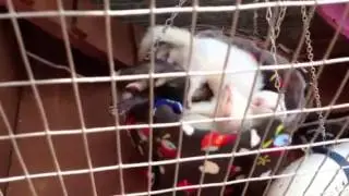 Ferret bundle on a hot day!