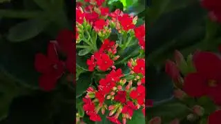 🌺Lovely Red Flowers #Lovely #Flowers #Red #Garden #Shorts