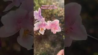 Орхидея Lady Q #orchid #flowers #beautiful #обзорорхидей