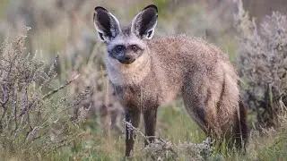 Superstars of South Africa 🇿🇦: Bat-Eared Fox