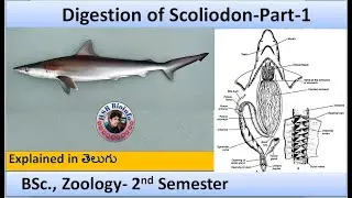 Digestion of Scoliodon- Part-1 | Digestion of Scoliodon (Dog Fish) | HSR Bioinfo