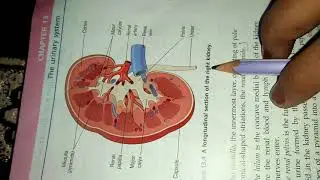 Organ associated with kidney