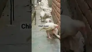 Paper White Heera Aseel chickes for Sale Sale Sale