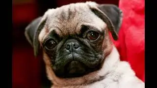 Pug Personality
