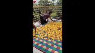 Eastindian Wedding, Day 1, Papaya Pickle and Dalan [Rice Flour] #Culvem #EastindianWedding