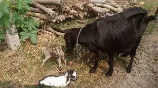 ব্লাক বেঙ্গল ছাগলের নতুন বাচ্চা 