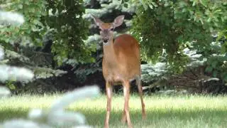 Angry Deer