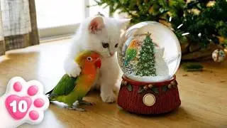 Le chaton Kefir fait de la neige en mousse ! Fêtons Noël avec la maman de Bianca
