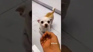 #shorts #animals #funnyanimals #tiktok