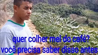 É possível colher da flor do café? coffee flower, produces honey?