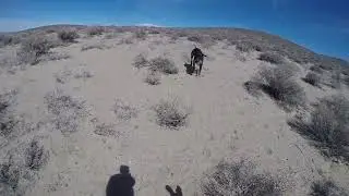 Higgins gundogs, Ekahi goes from student to instructor