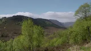 No.13 - 60 Seconds of Calm - Forest Expansion