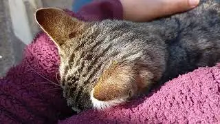 The rejected cat.#feelings #rejection