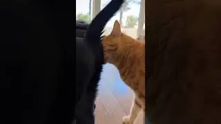 Funny CAT Moments 😂😂 episode 3620 #funnycats #cats #funnyanimals #petsofinstagram