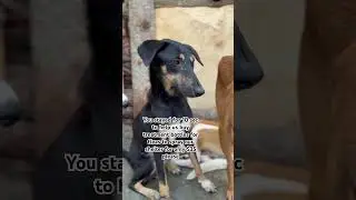 You stayed for osec to help us buy treatment bottles for fleas to spray our shelter for only $35