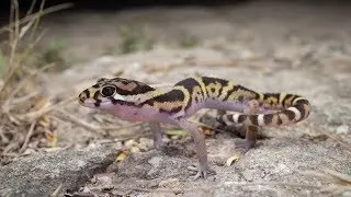 CENTRAL AMERICAN BANDED GECKO #Coleonyx mitratus