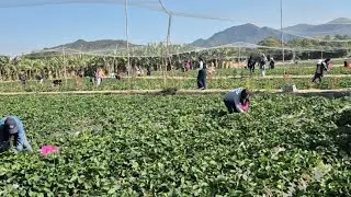 Organic strawberry farm Ping Che  Fanling Hong kong