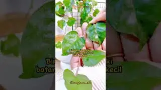 Yuk tanam binahong😉 #manfaatdaunbinahong #resepherbal #gardening #tipsehat #binahong #fyp
