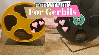 Gerbil Care - Proper Sized Wheels For Gerbils