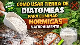 Cómo usar tierra de diatomeas para eliminar hormigas naturalmente