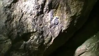 Wood pressing's in rock