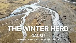 The Winter Herd (Drone Footage Gansu, China)