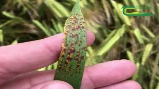 Ramularia Control in Winter Barley- Steven Kildea