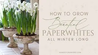 HOW TO GROW PAPERWHITES INDOORS