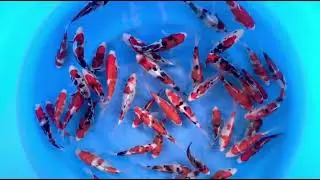 OYA 001 Tosai Gosanke Mix 13-18 cm (Sample)