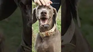 Dog Communication 101  Decode Your Pup!#shorts
