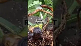 Costa Farms Thai Con Monstera a year later&hellip;. #shorts #houseplants #plantshorts #monstera