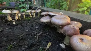 4-day timelapse growing Stropharia rugosoannulata