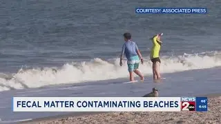 Fecal matter contaminating beaches