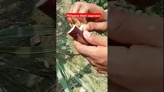 Philippine black sugarcane ll plant available all over India delivery c 7478084530#balckganna#fruit