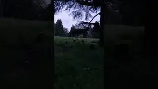 walking with the dead #peaceful #restinpeace #graveyard